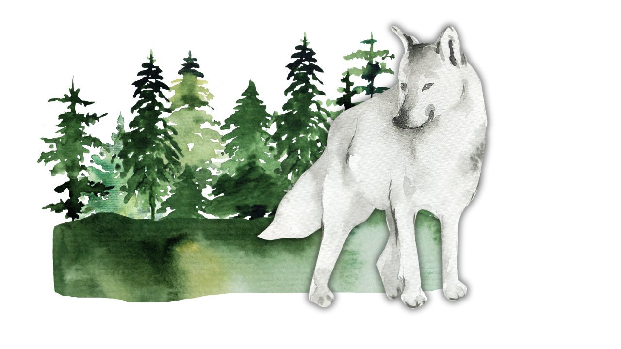 Weisser Wolf