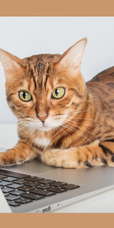 Cat looking up