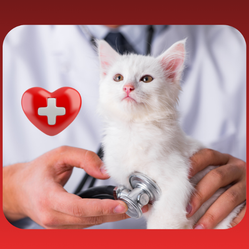 CARE4CATS Hero