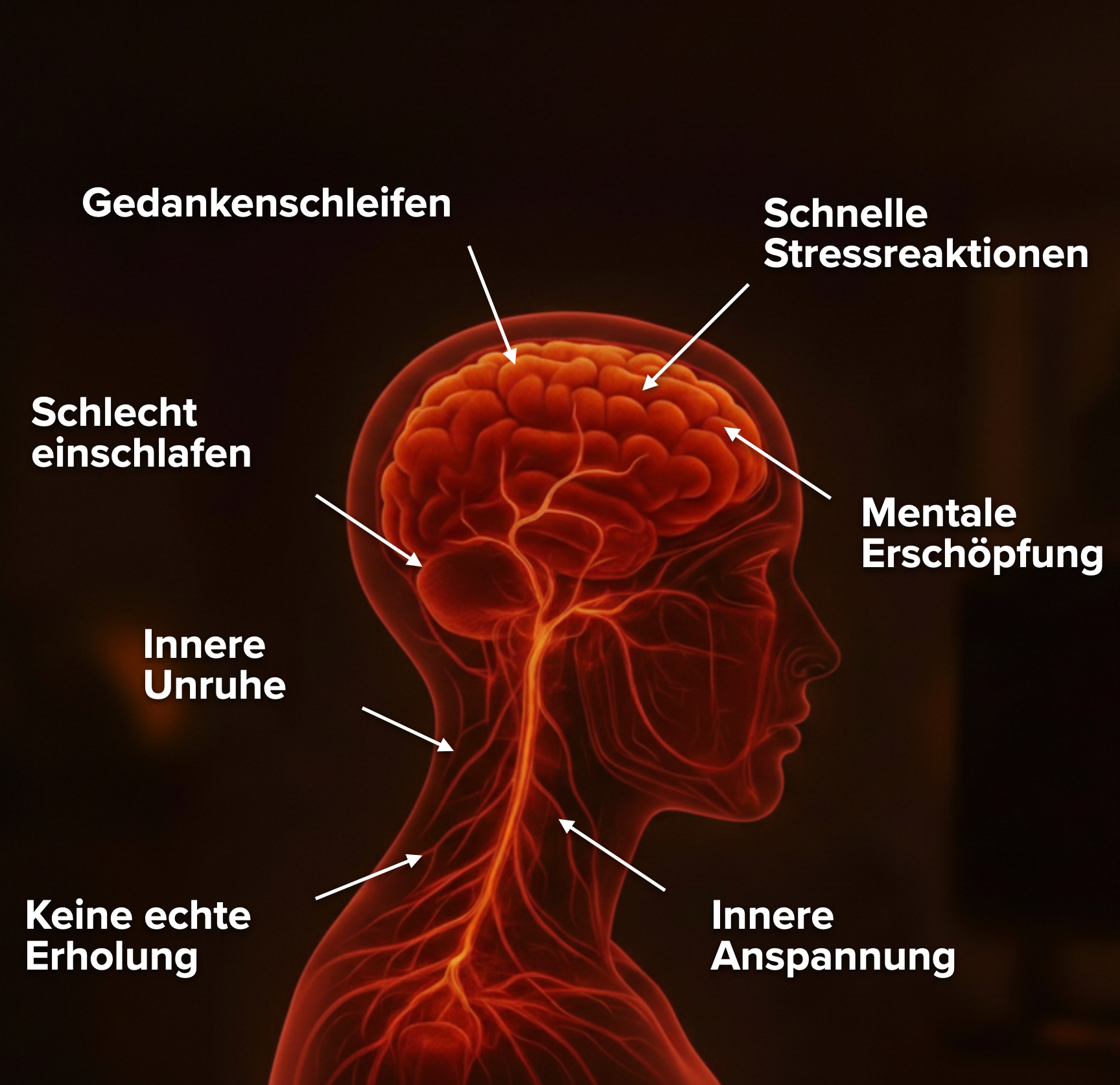 Nervensystem Illustration