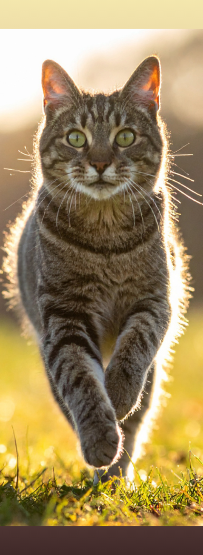 Cat front view