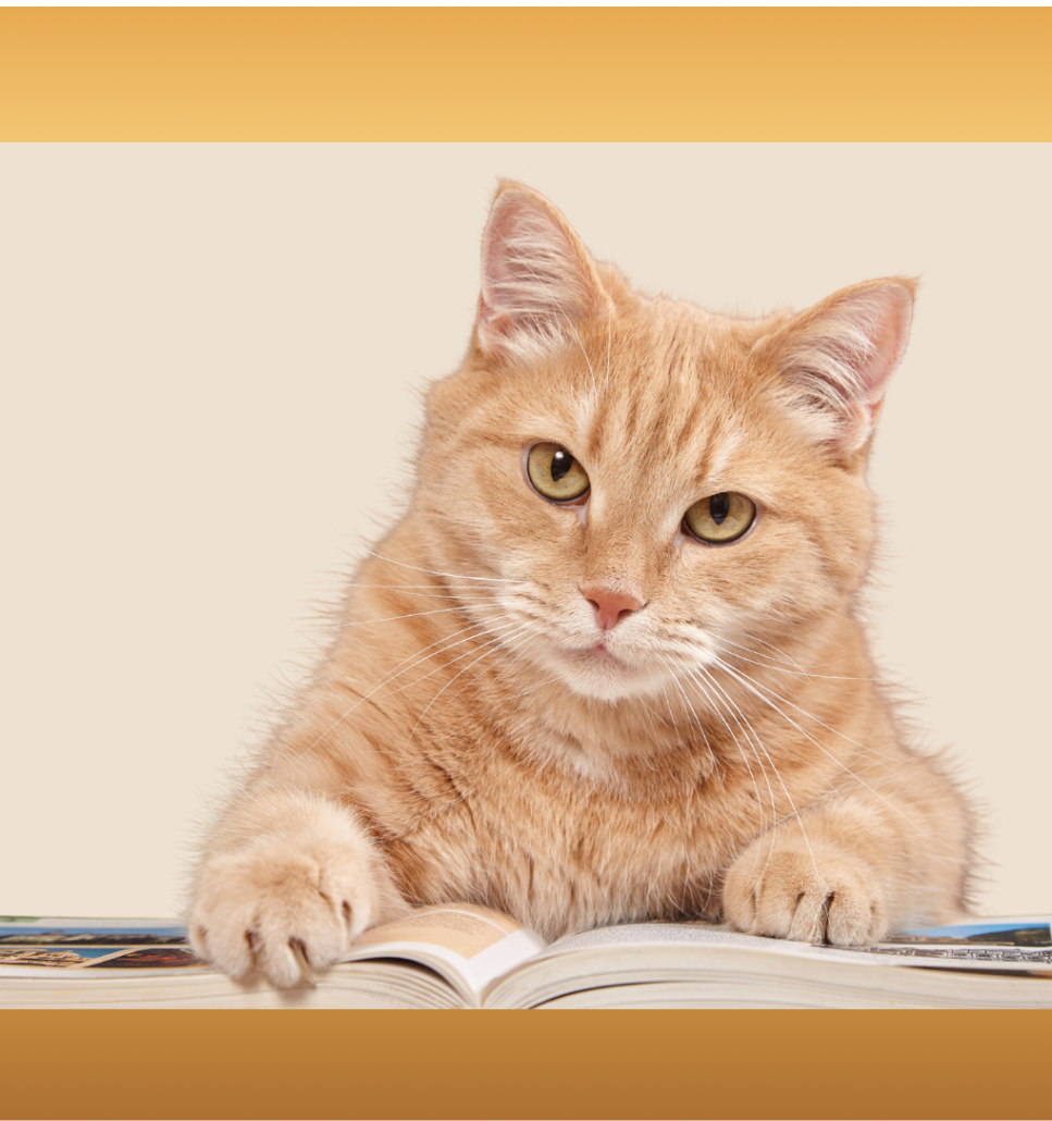 aCATemy Katzenbuch