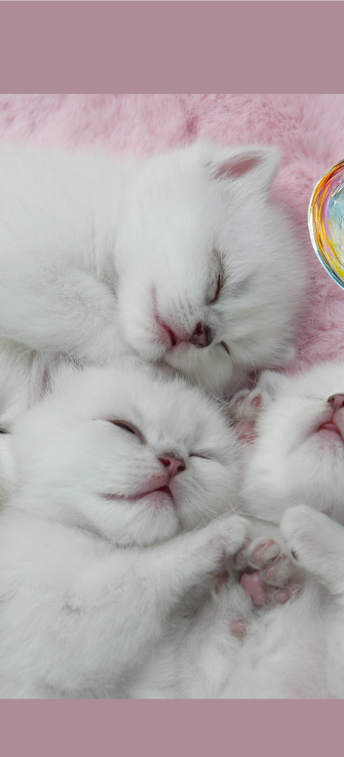 Kittens