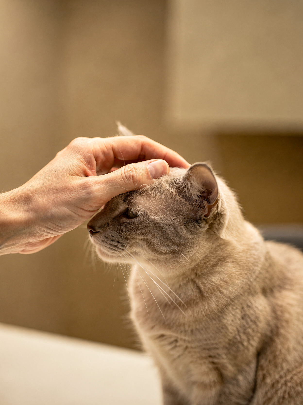 Katze Hand