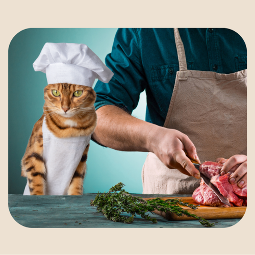 Katzen Ernährungscoach