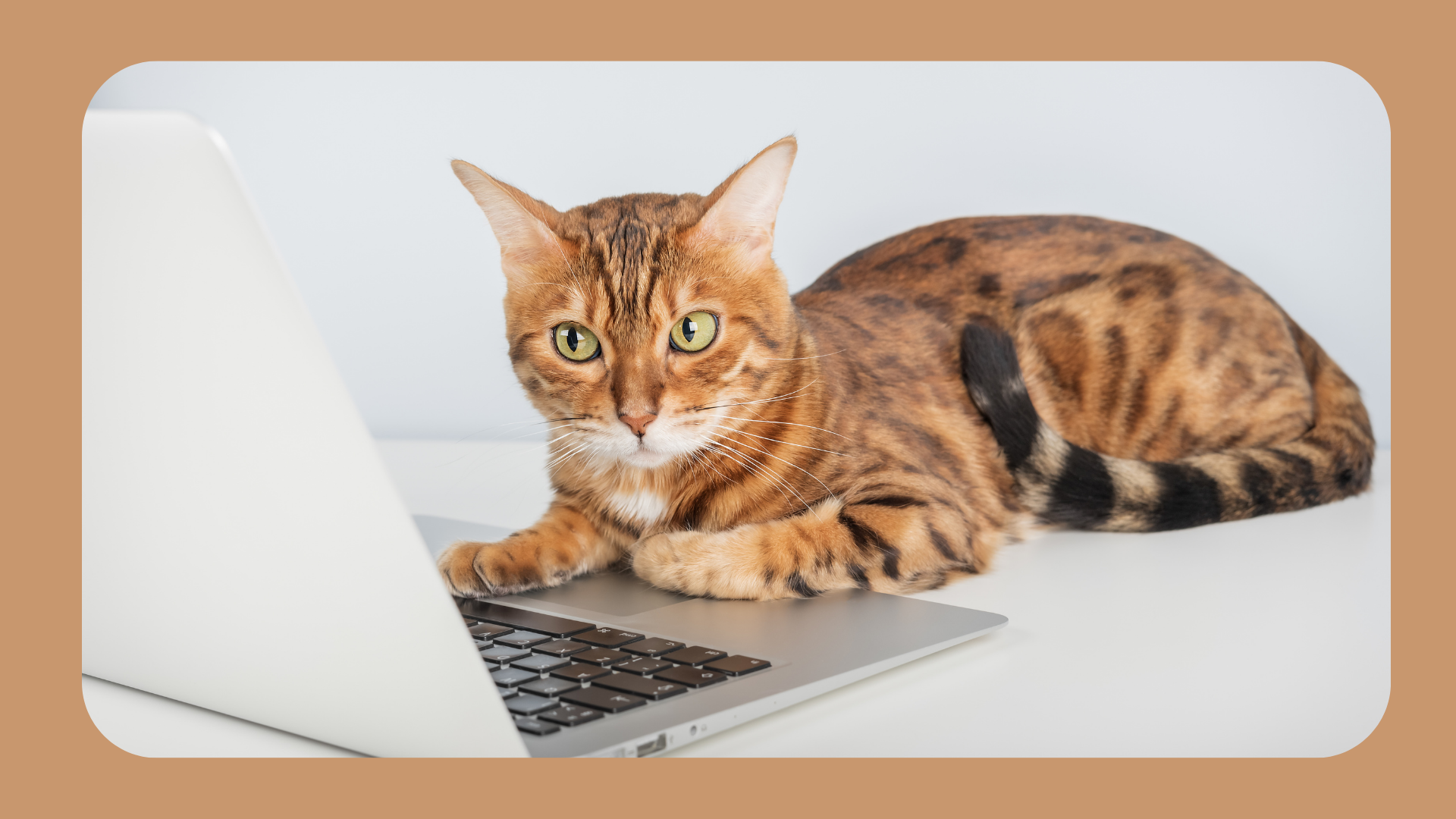 Katze mit Laptop