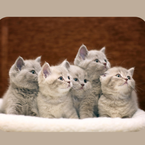 Kittens
