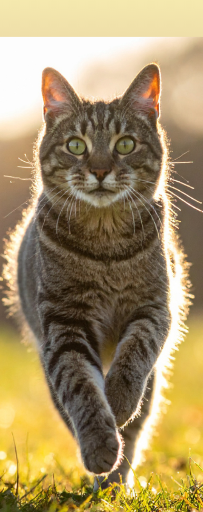 aCATemy Katze Frontal