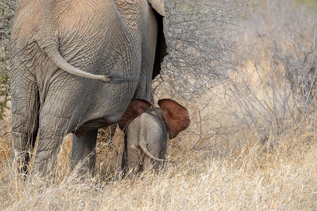 Africa image